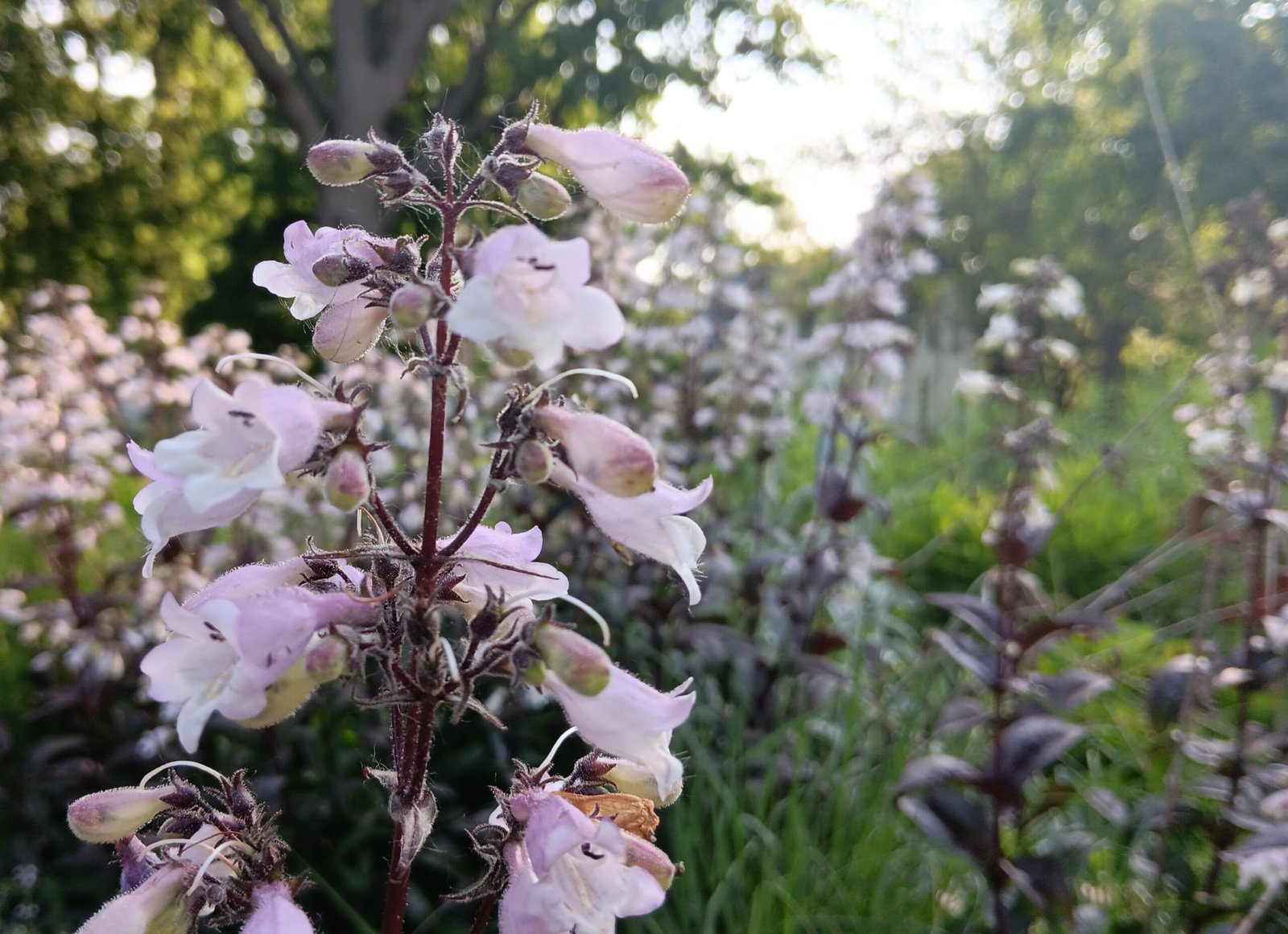 Foxglove flowering in pollinator garden