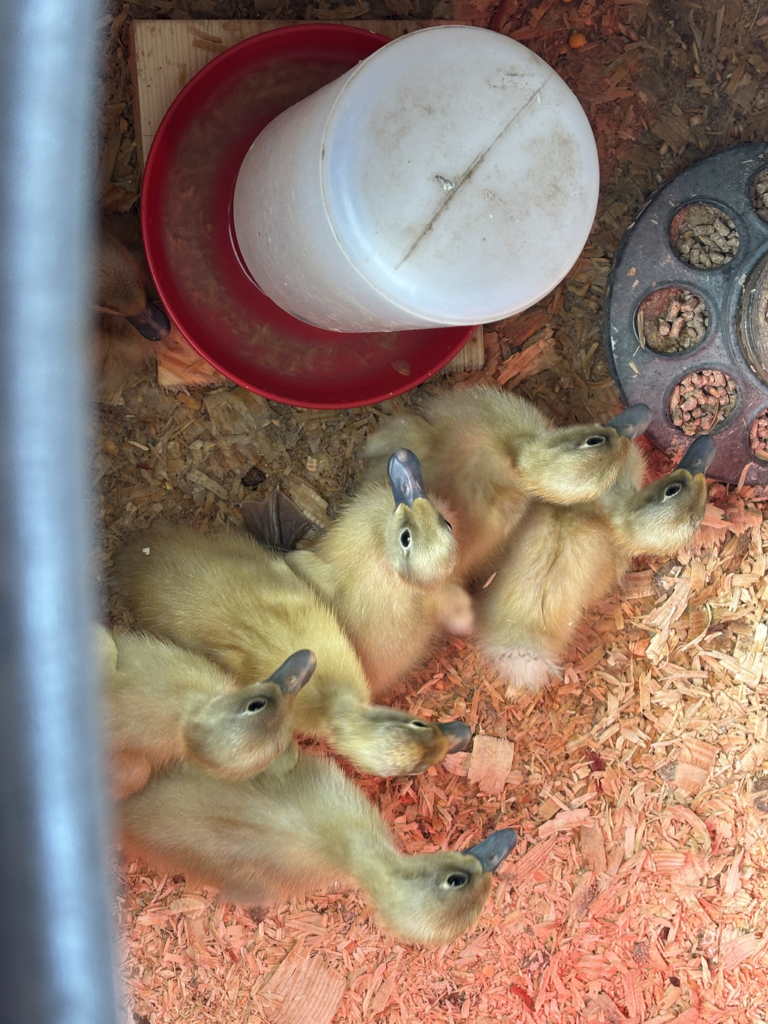 Baby ducks in the brooder