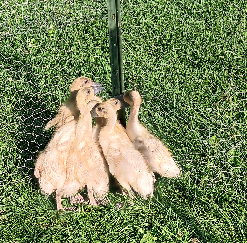 Ducklings outside, growing fast
