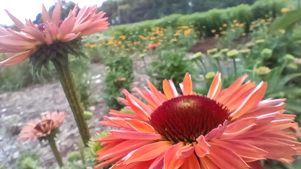 Unique coneflowers